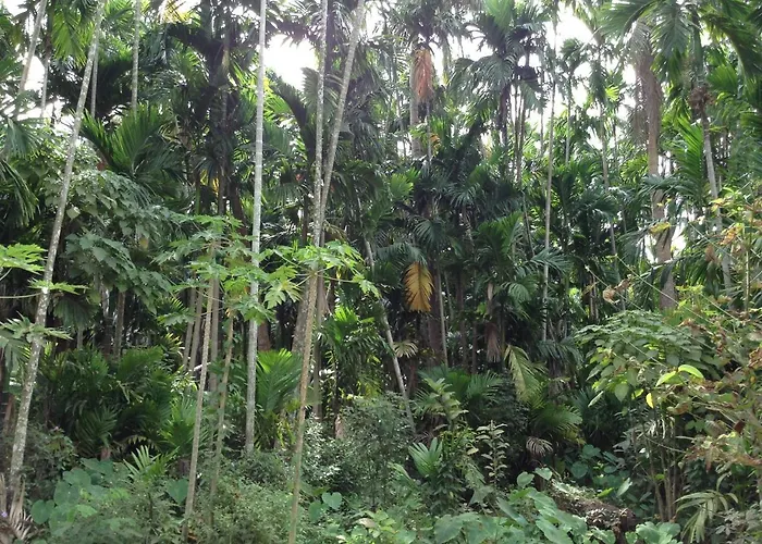 Chansor 5 By Siem Reap Homesteading Phumi Trach Pok