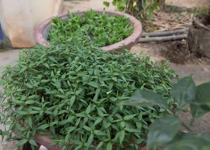 Séjour chez l'habitant Chansor 5 By Siem Reap Homesteading *